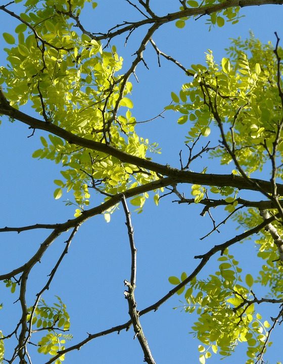 alberi piante